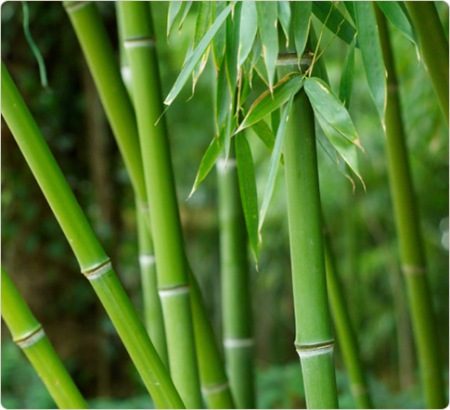 bamboo-4330278